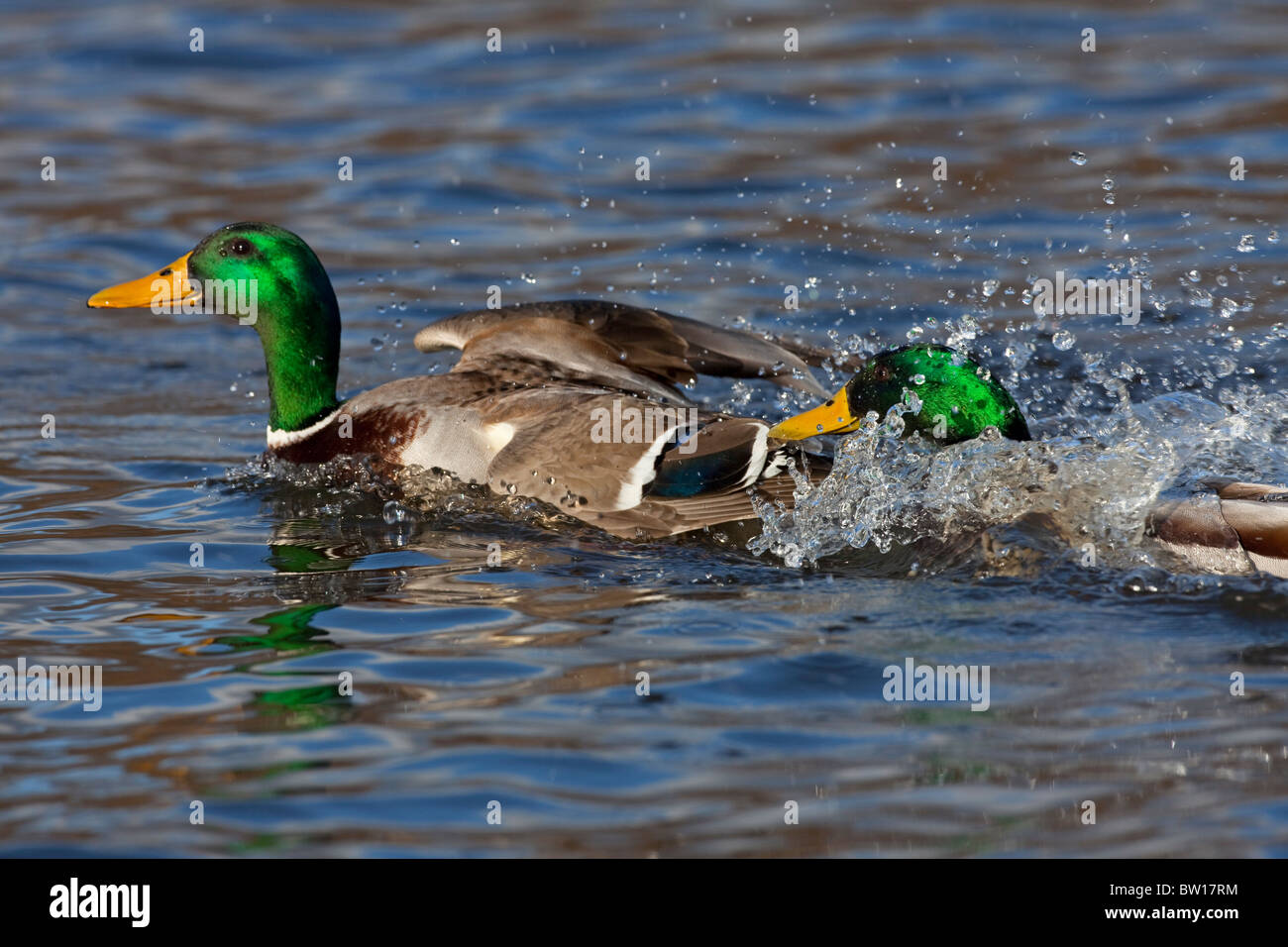 Mallard / Wild duck (Anas platyrhynchos) drakes chasing and fighting on lake Stock Photo