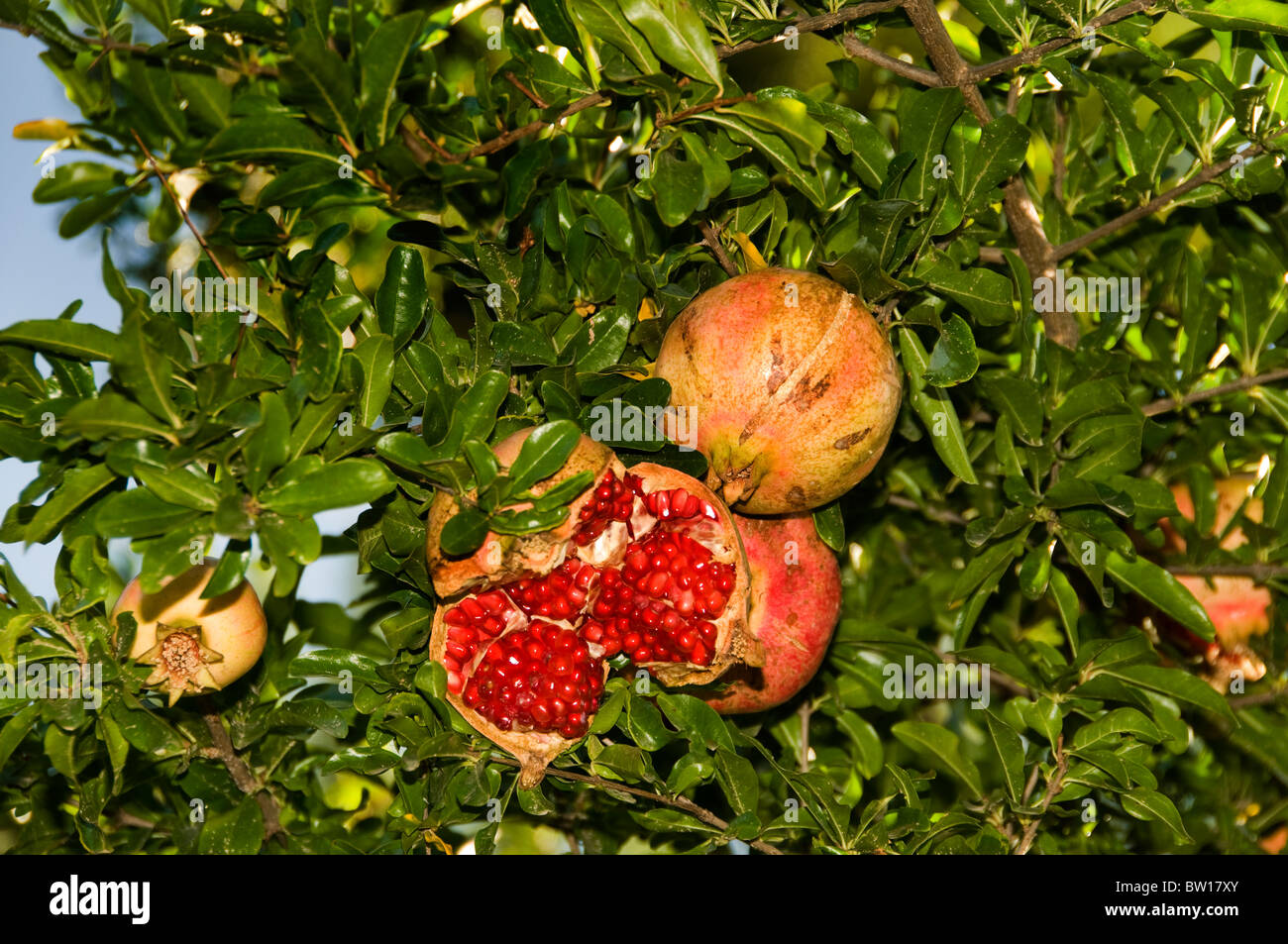 Spain tree garden fruit pomegranates pomegranate Stock Photo Alamy