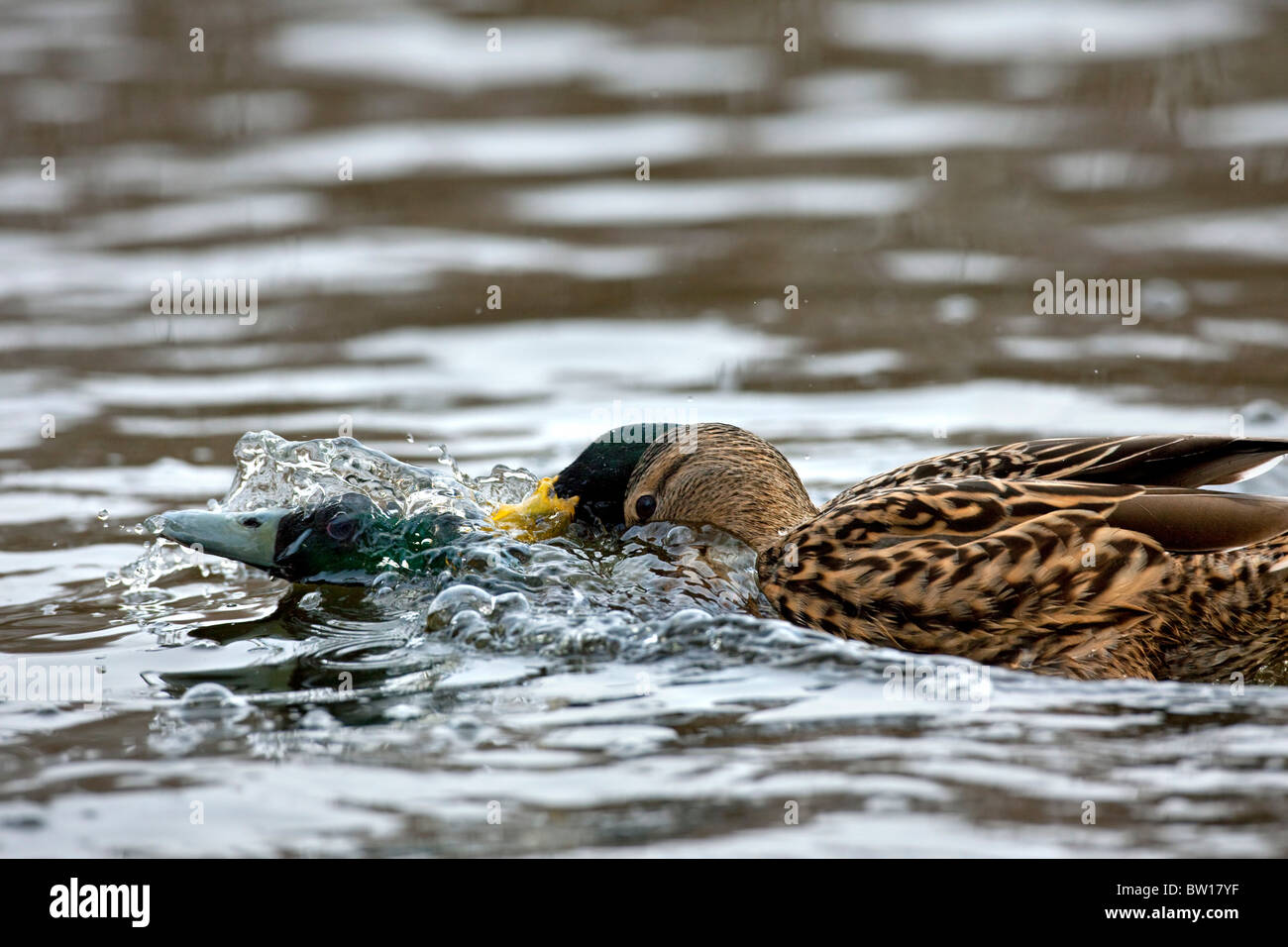 Mallard / Wild duck (Anas platyrhynchos) drakes chasing and fighting on lake Stock Photo