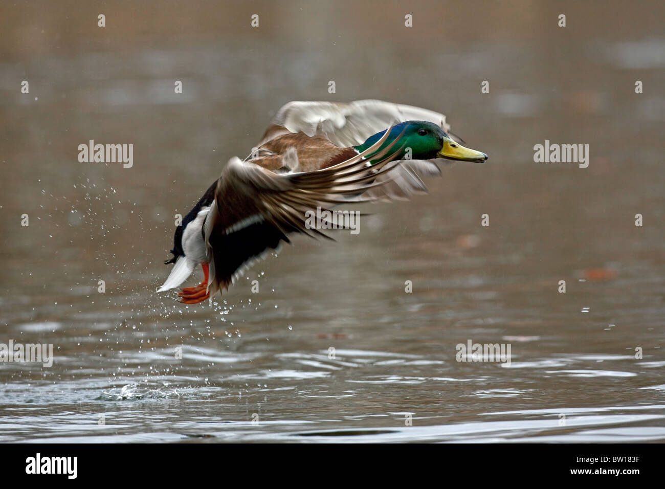 Mallard / Wild duck (Anas platyrhynchos) drake taking off from lake Stock Photo