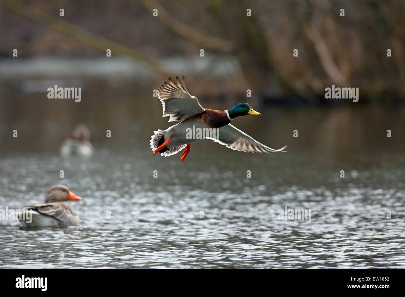 Mallard / Wild duck (Anas platyrhynchos) drake taking off / landing on lake Stock Photo