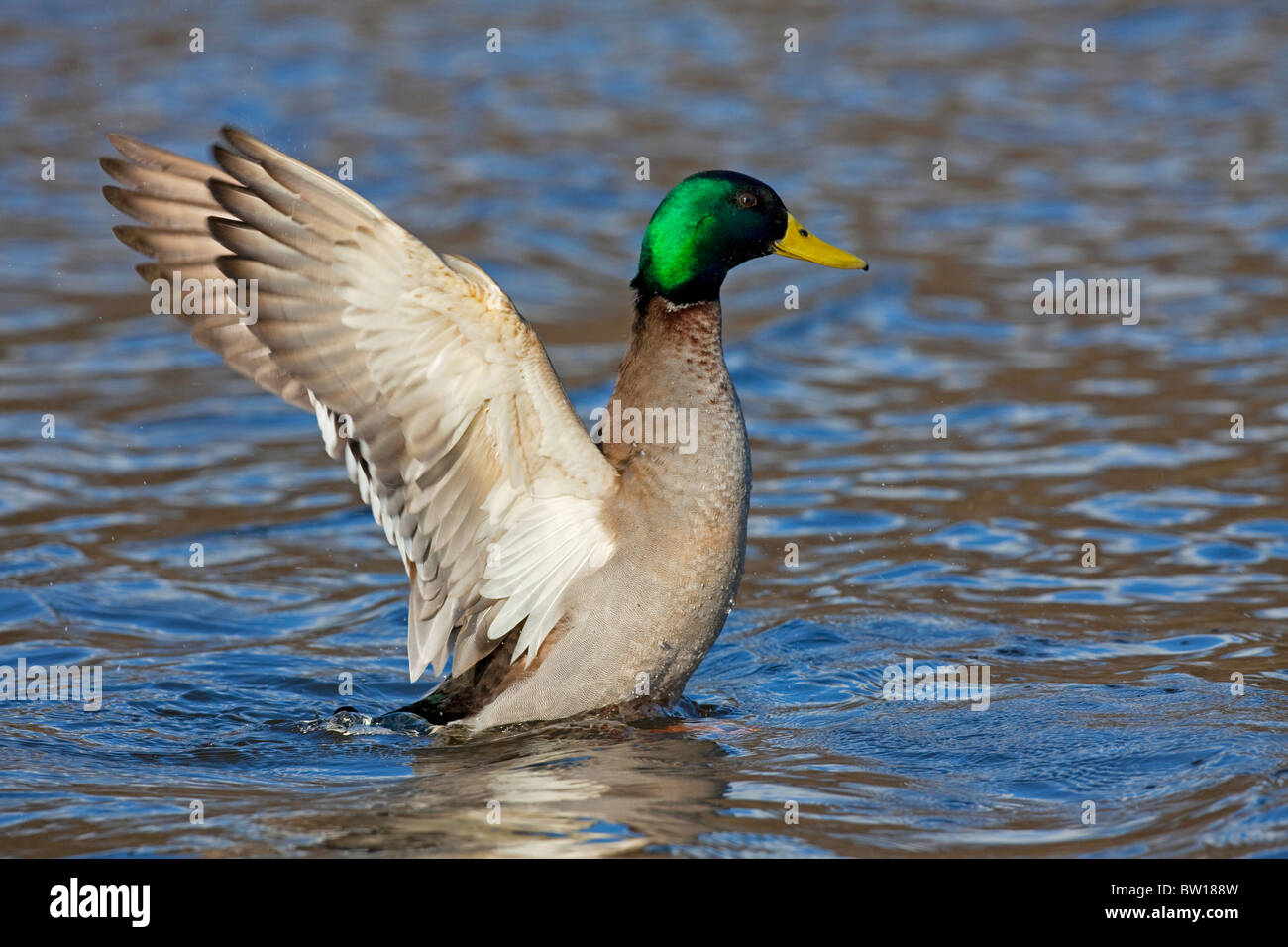 Mallard / Wild duck drake (Anas platyrhynchos) flapping wings on lake Stock Photo