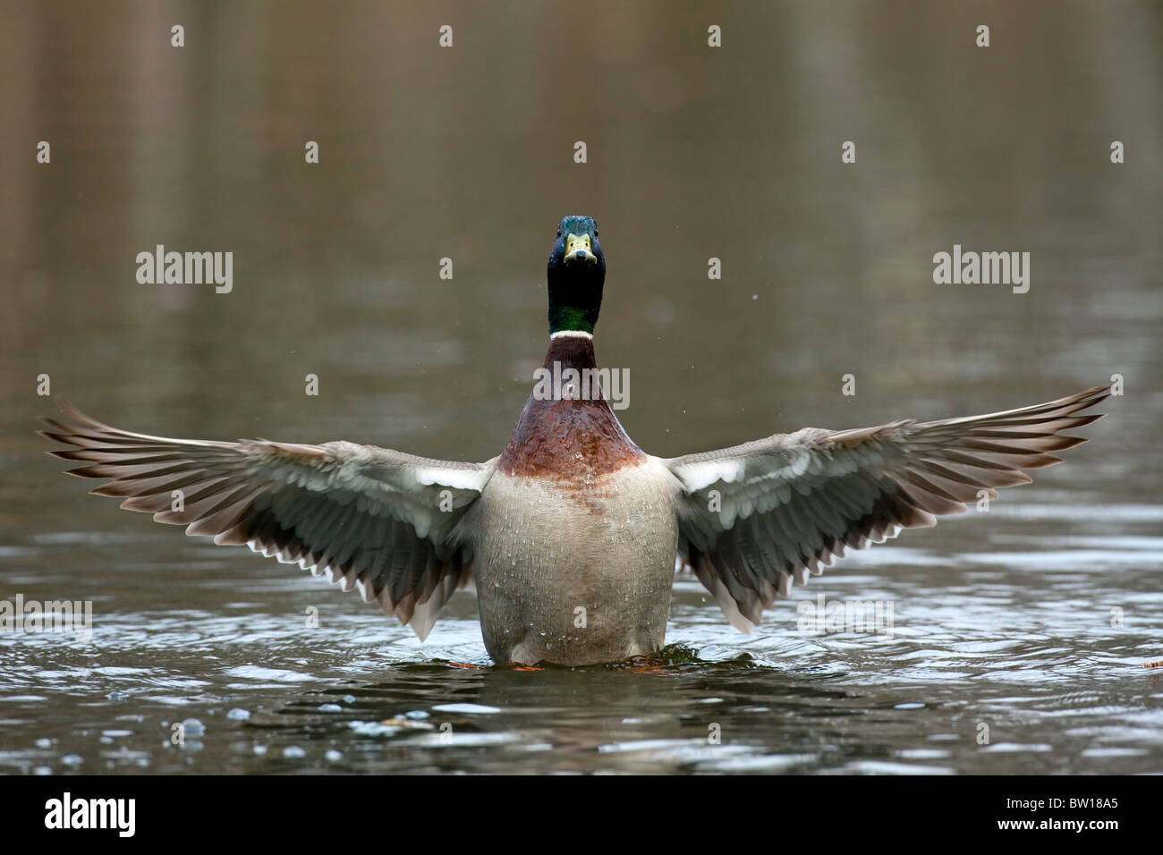 Mallard / Wild duck drake (Anas platyrhynchos) flapping wings on lake Stock Photo