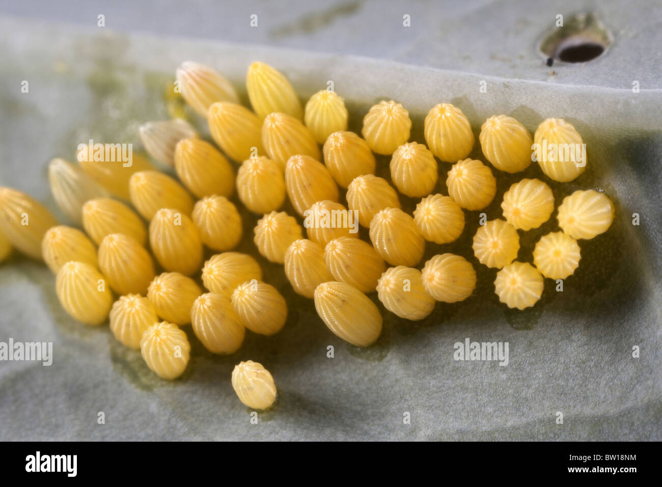 Large white butterfly, Pieris brassicae eggs, UK Stock Photo Alamy