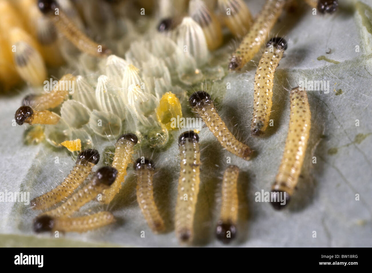 Large white or cabbage white butterfly, Pieris brassicae eggs and newly hatched caterpillars, UK Stock Photo
