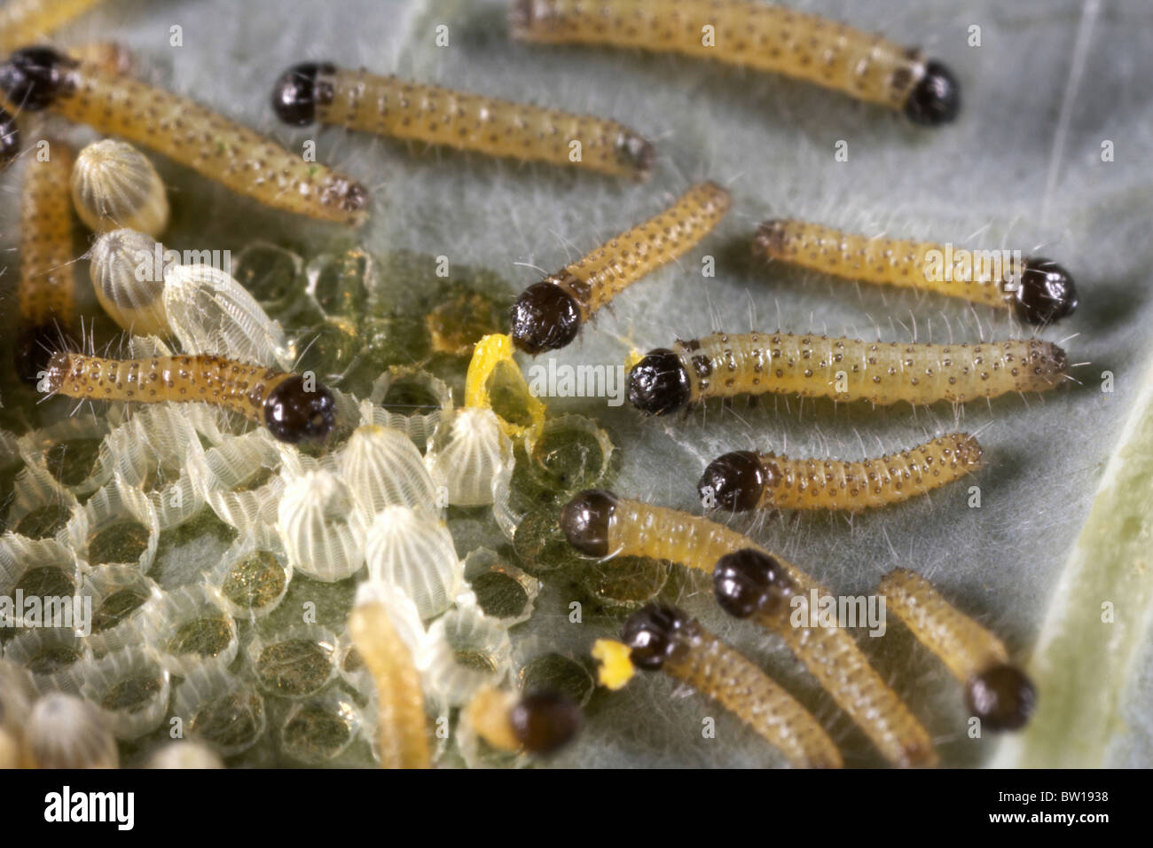Large white or cabbage white butterfly, Pieris brassicae eggs and newly hatched caterpillars, UK Stock Photo