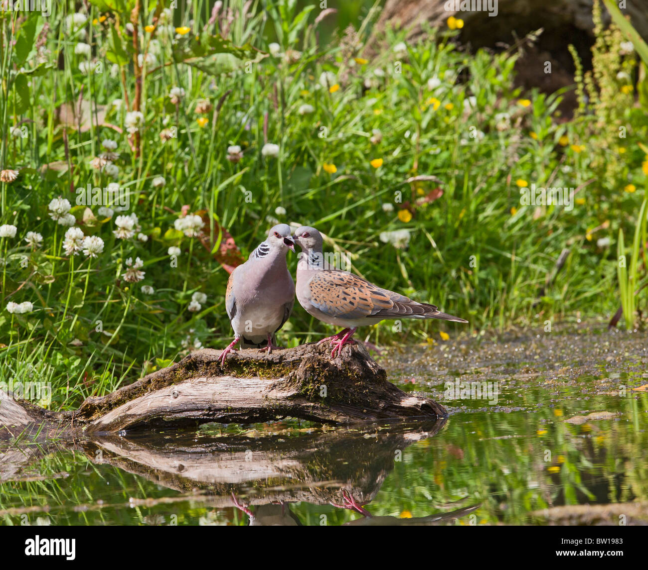 Two turtle doves hires stock photography and images Alamy