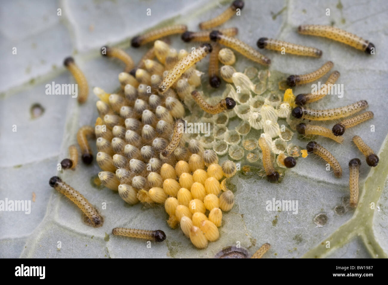 Large white or cabbage butterfly, Pieris brassicae eggs and newly hatched caterpillars, UK Stock Photo