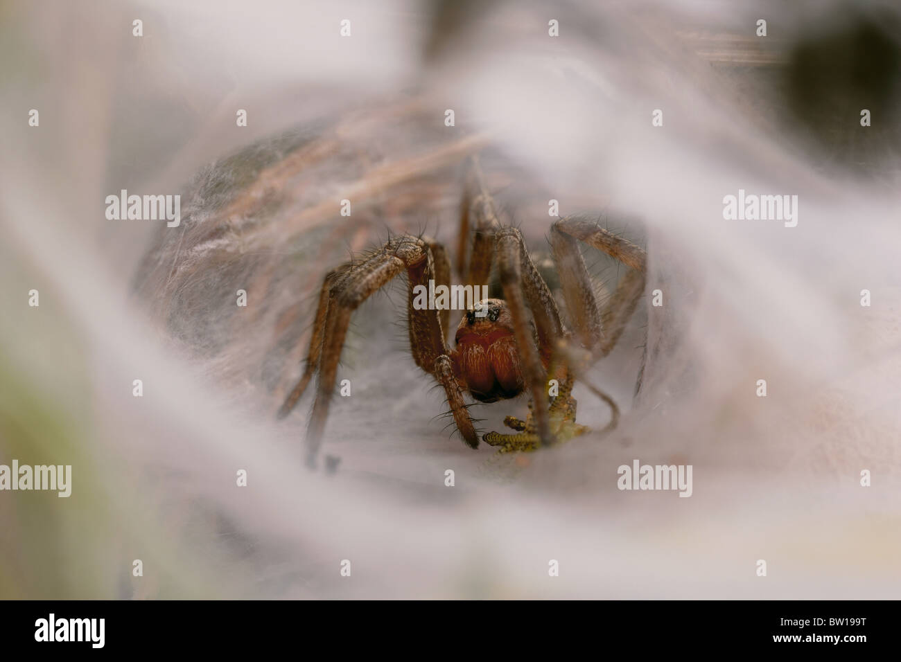 Funnel web or Agelenidae spider in its funnel web with prey, Dorset, UK