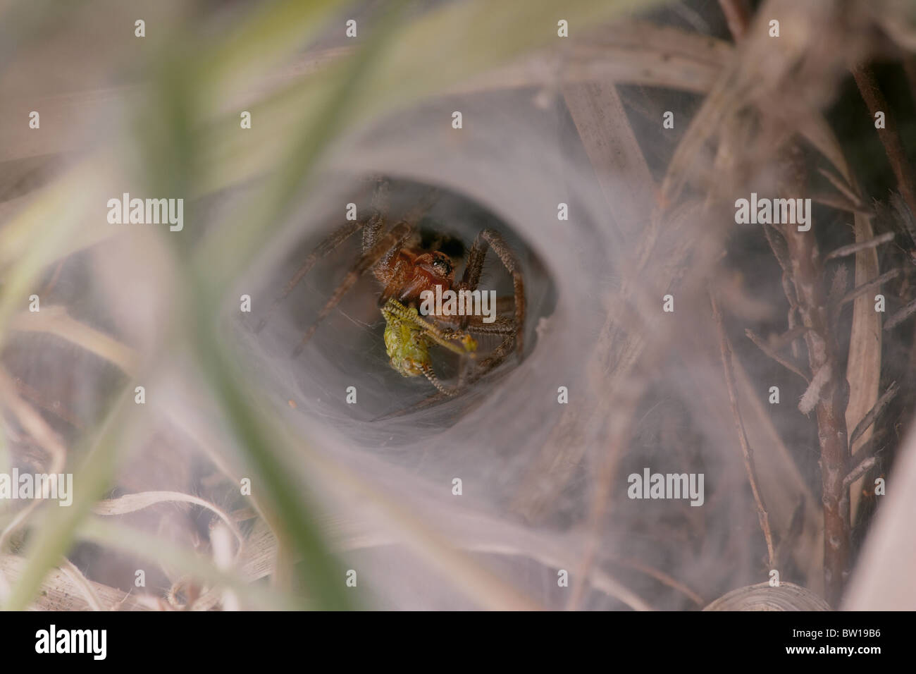 Funnel web or Agelenidae spider in its funnel web with prey, Dorset, UK