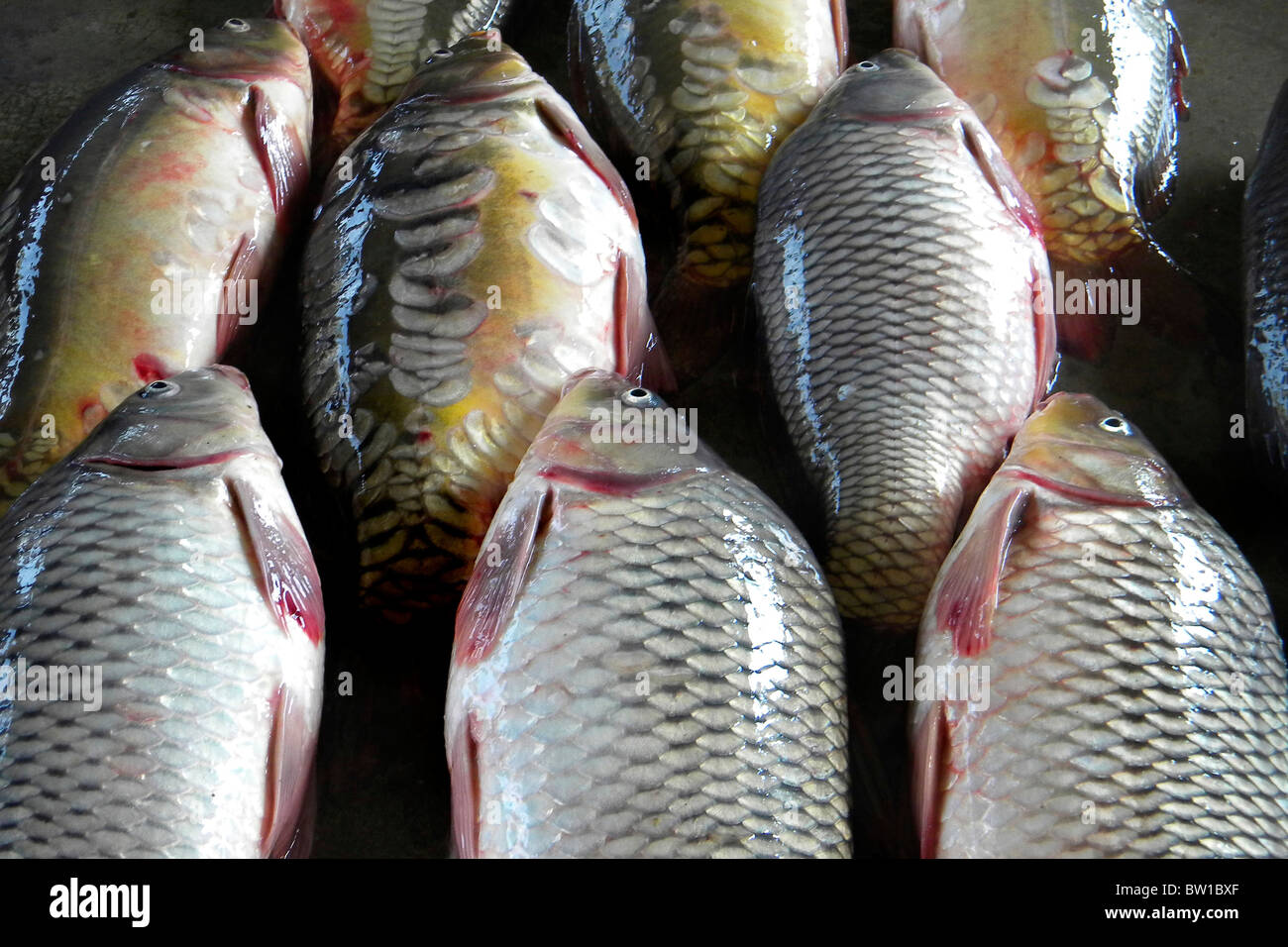 Fish market, Dhaka, Bangladesh Stock Photo Alamy