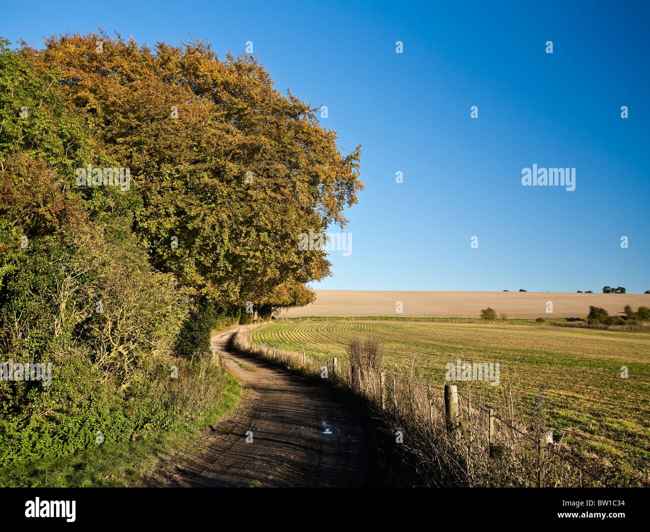 Landscape of Watership Down above Kingsclere Hampshire UK. The setting for Richard Adams book Watership Down Stock Photo