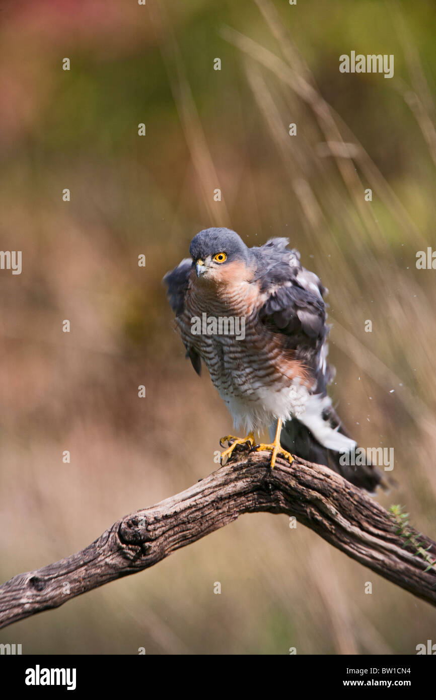 Sparrowhawk ( Accipiter nisus ) male drying out on perch in autumn Stock Photo