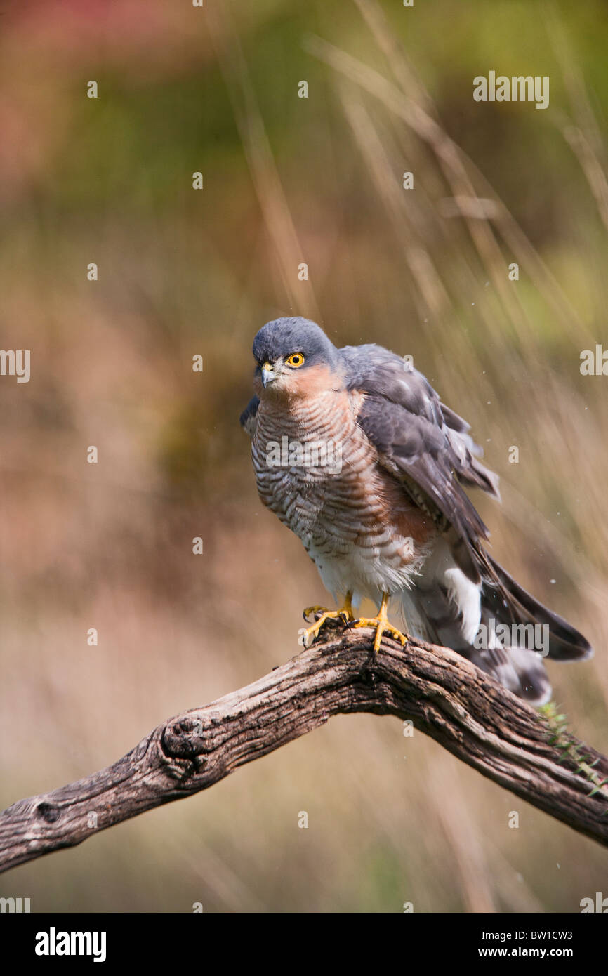 Sparrowhawk ( Accipiter nisus ) male drying out on perch in autumn Stock Photo