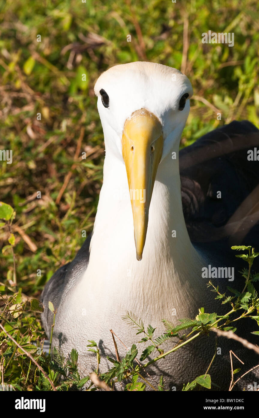 Galapagos waved albatross hi-res stock photography and images - Alamy