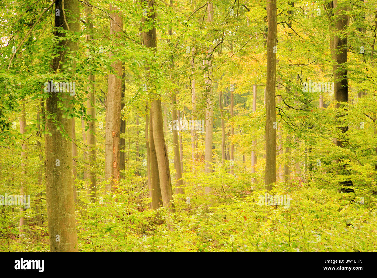 Buchenwald im Herbst - beech forest in fall 17 Stock Photo
