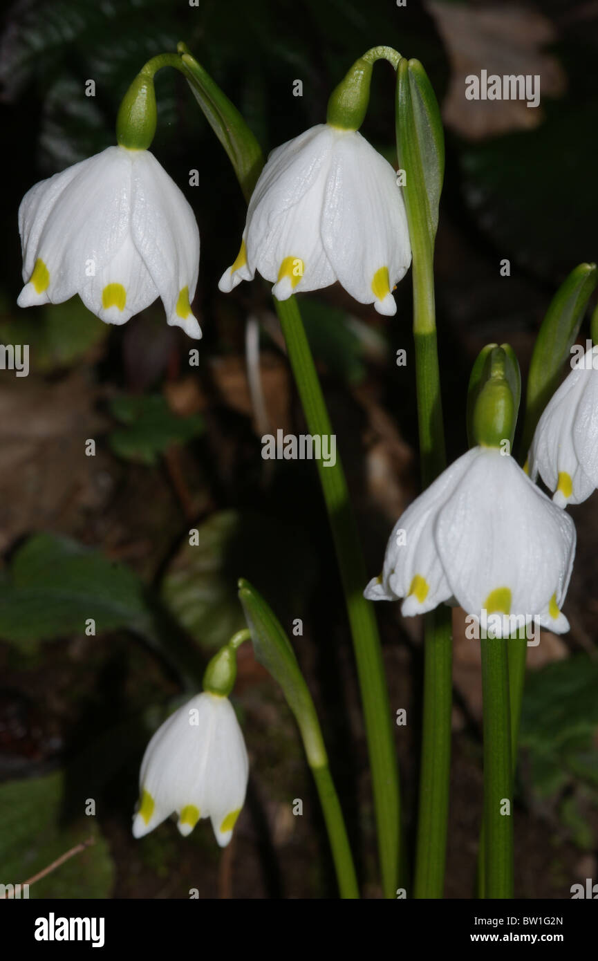Leucojum vernum Spring Snowflake Stock Photo - Alamy
