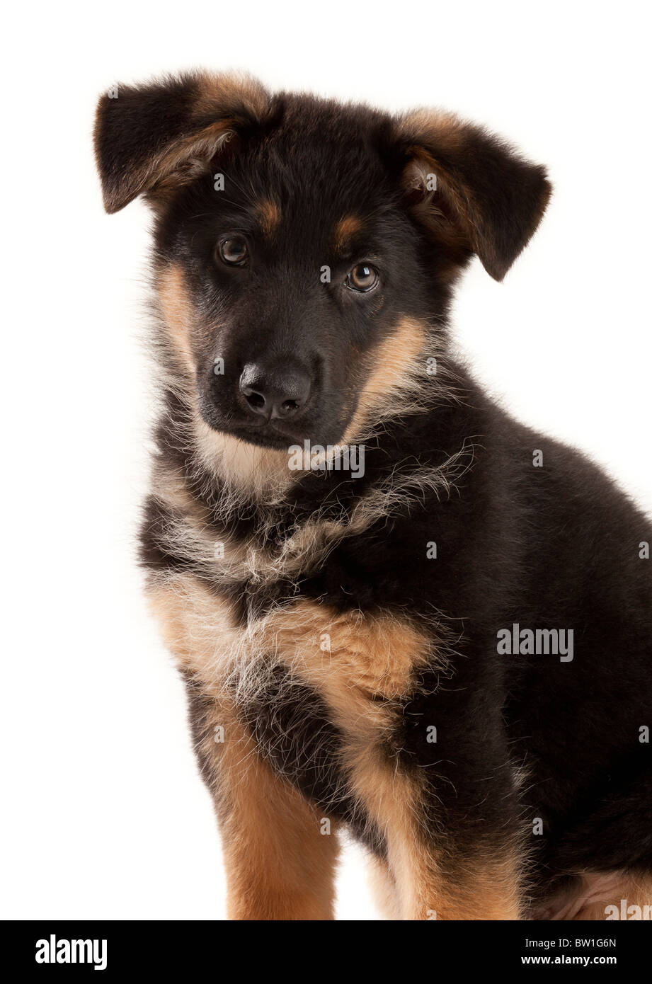 2 months old german shepherd puppy hi res stock photography and