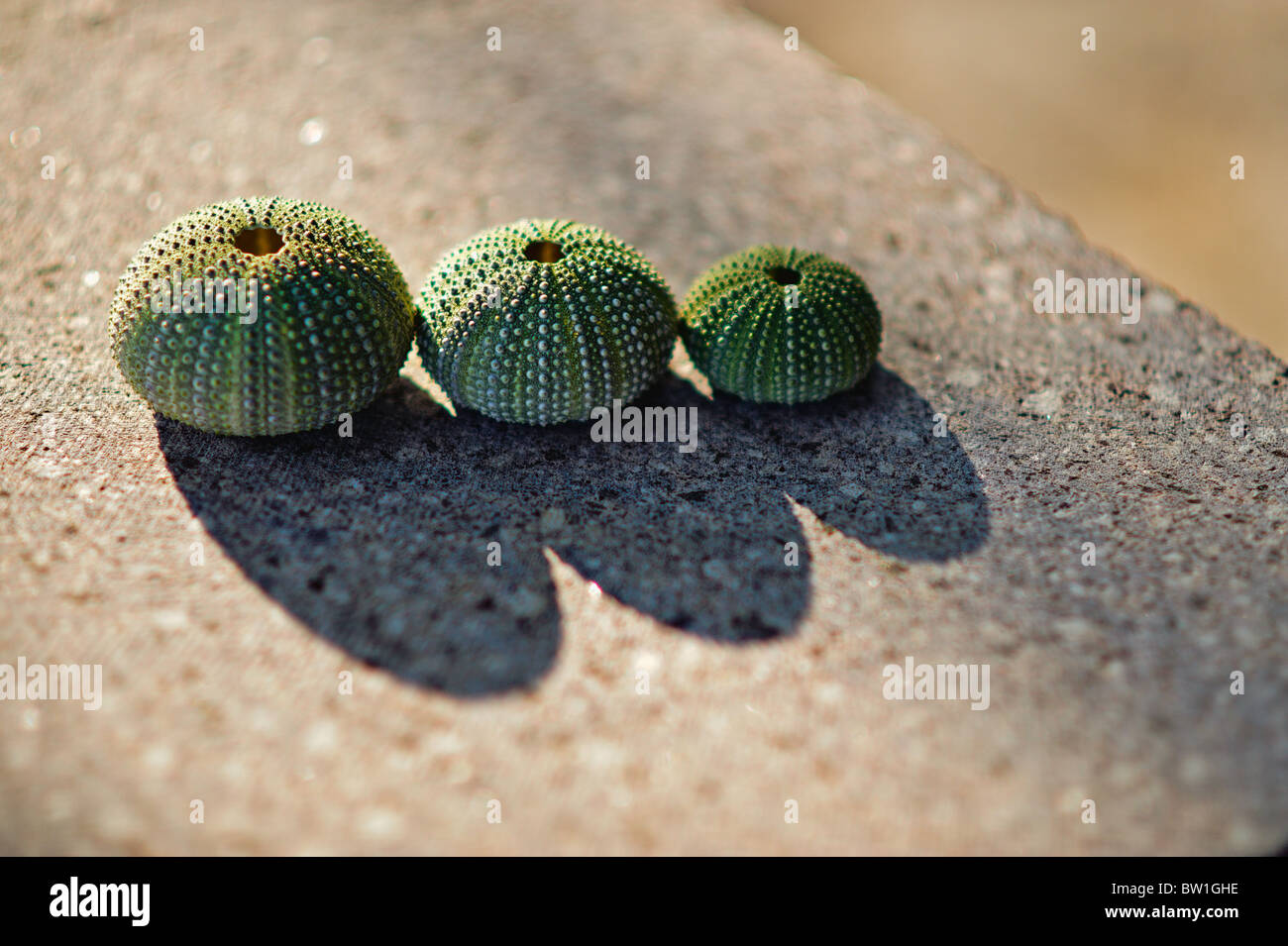 Three dried sea urchins found in the Aegean. Stock Photo