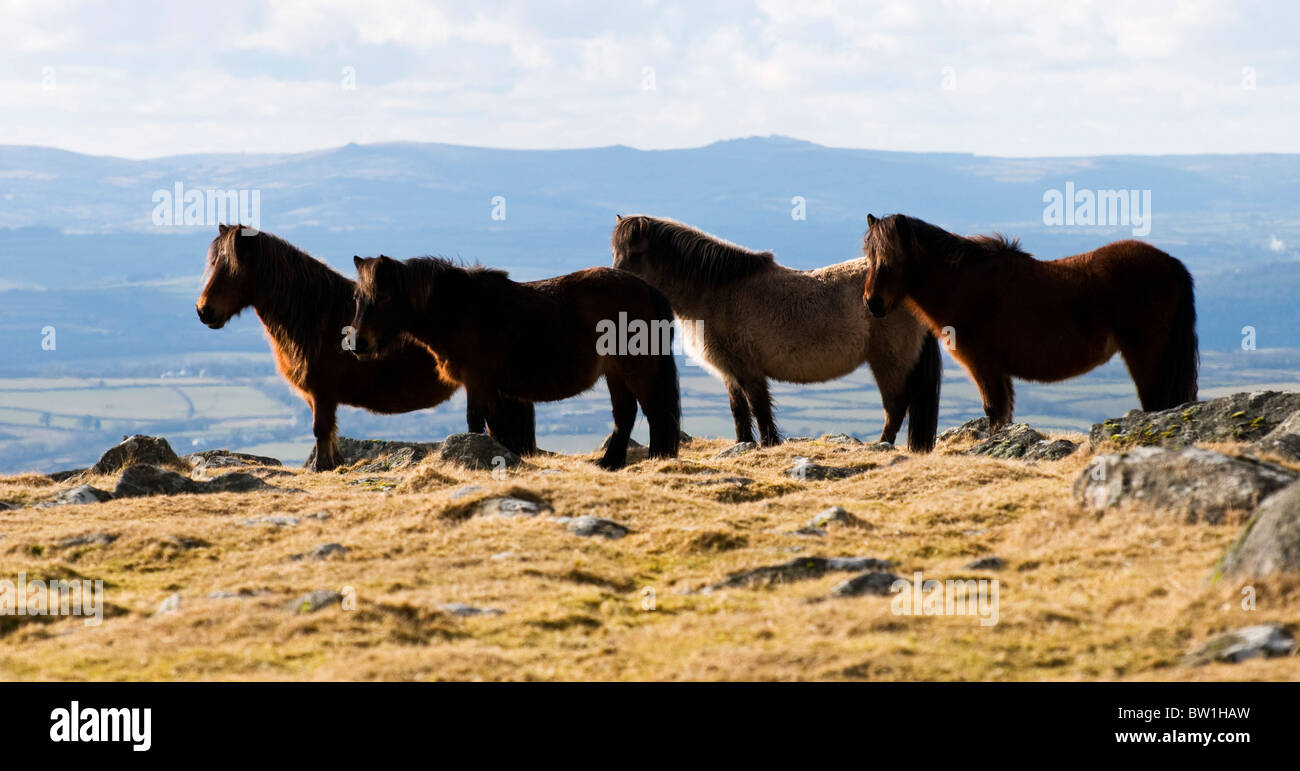 Four Dartmoor ponies standing in a line, Devon UK Stock Photo