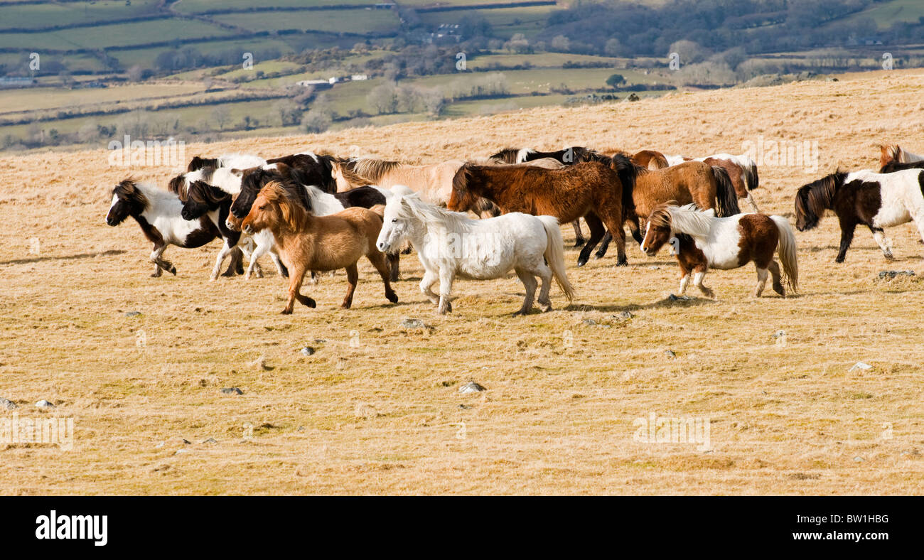 Herd of Dartmoor ponies running across the moor, Devon UK Stock Photo
