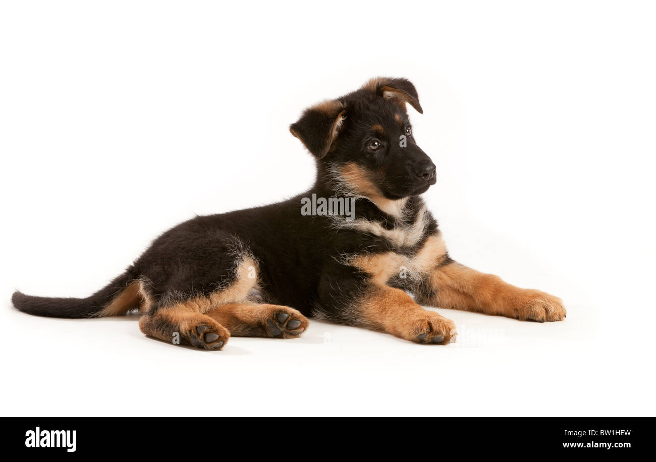 German Shepherd Dog puppy at nine weeks old Stock Photo Alamy