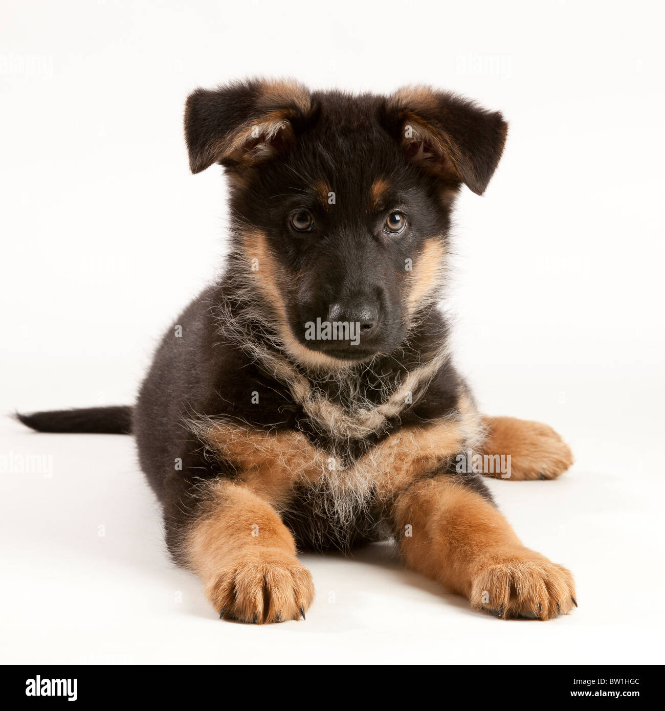 German Shepherd Dog puppy at nine weeks old Stock Photo Alamy