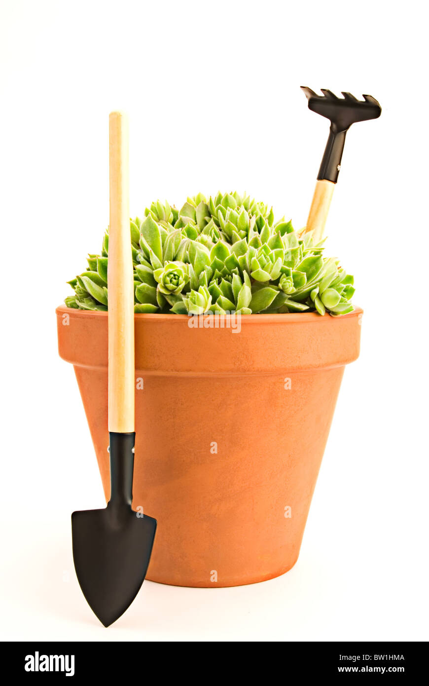 Beautiful green sempervivum in a pot and garden tools Stock Photo