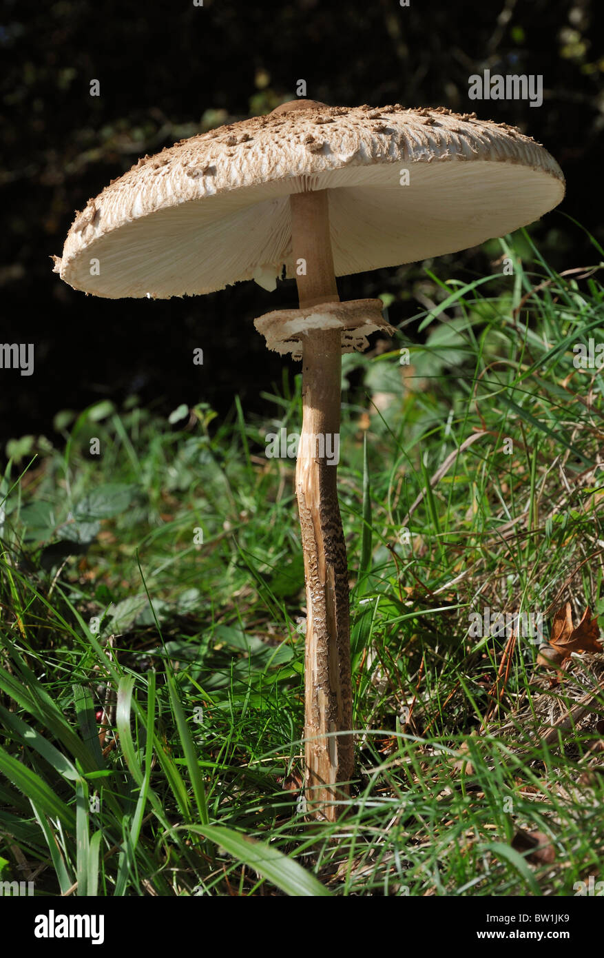 Parasol Mushroom - Macrolepiota procera Underside view of large mushroom Stock Photo