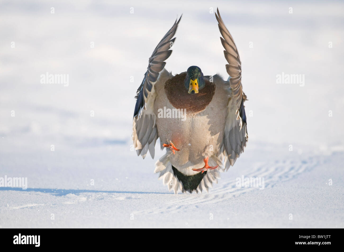 Mallard drake with wings extended lands in snow near Chena River, Fairbanks, Interior Alaska, Winter, Digitally Altered Stock Photo