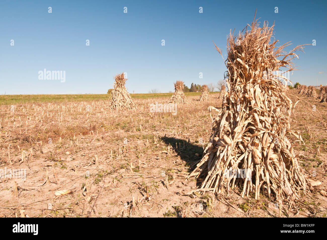 Corn shocks used to dry corn/maize after harvest, Amish farm, near