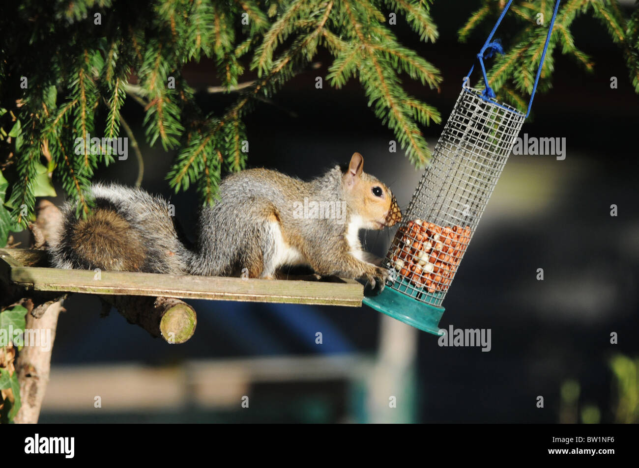 Grey Squirrel eating nuts from a bird feeder using its hands to pull the feeder closer. Stock Photo