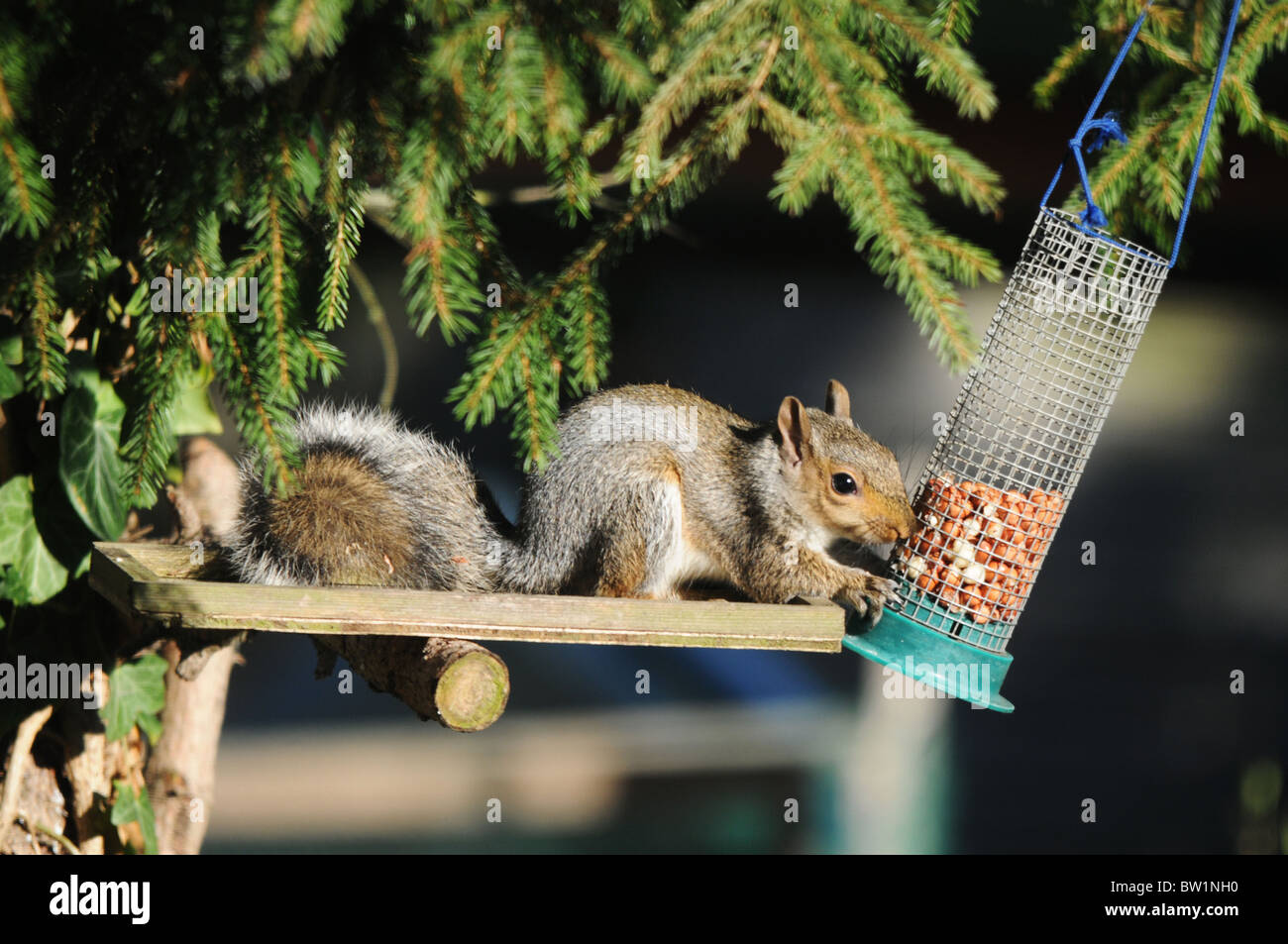 Grey squirrel eating nuts from a bird feeder Stock Photo