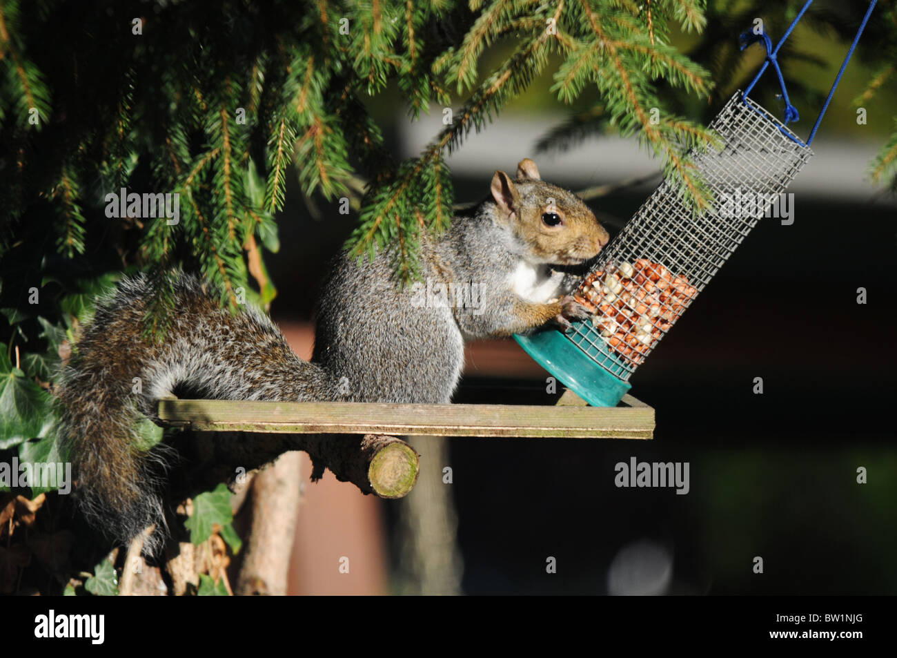 Grey Squirrel Eating Nuts From A Bird Feeder Stock Photo 32615704