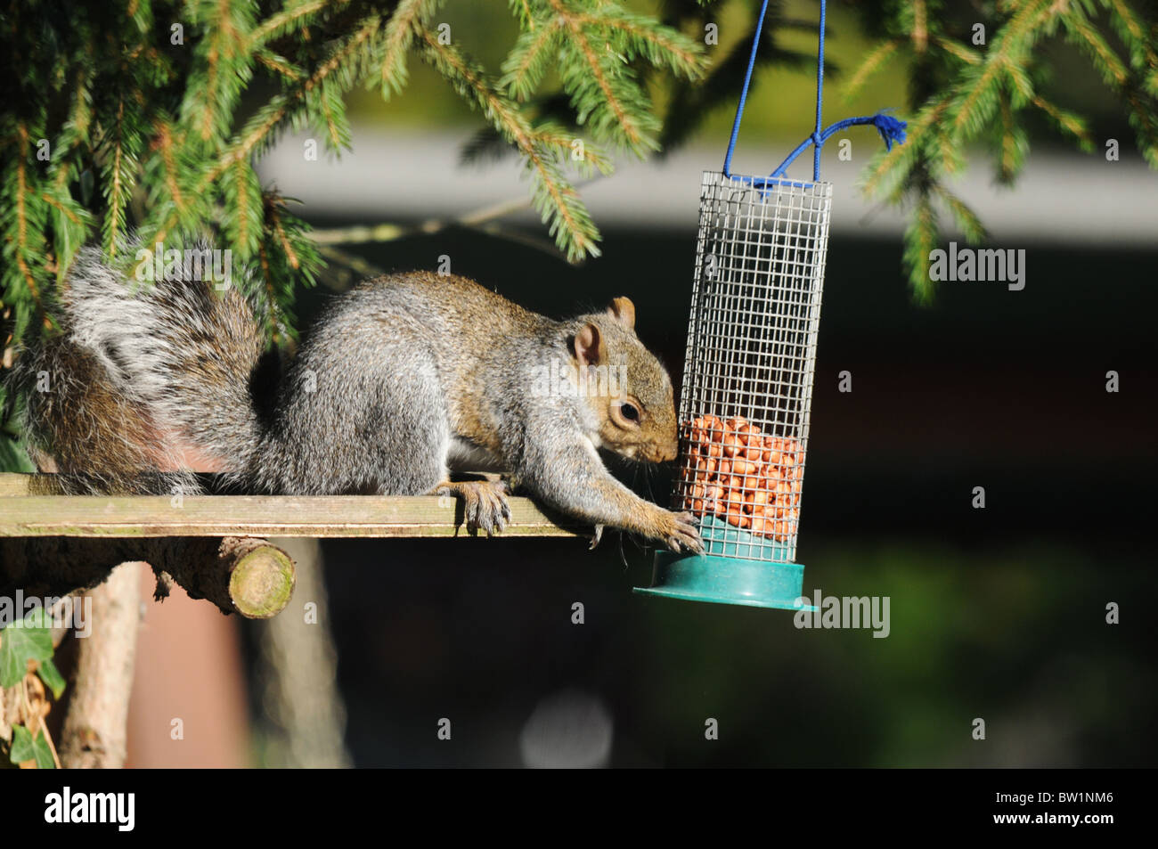 Grey squirrel eating nuts from a bird feeder Stock Photo