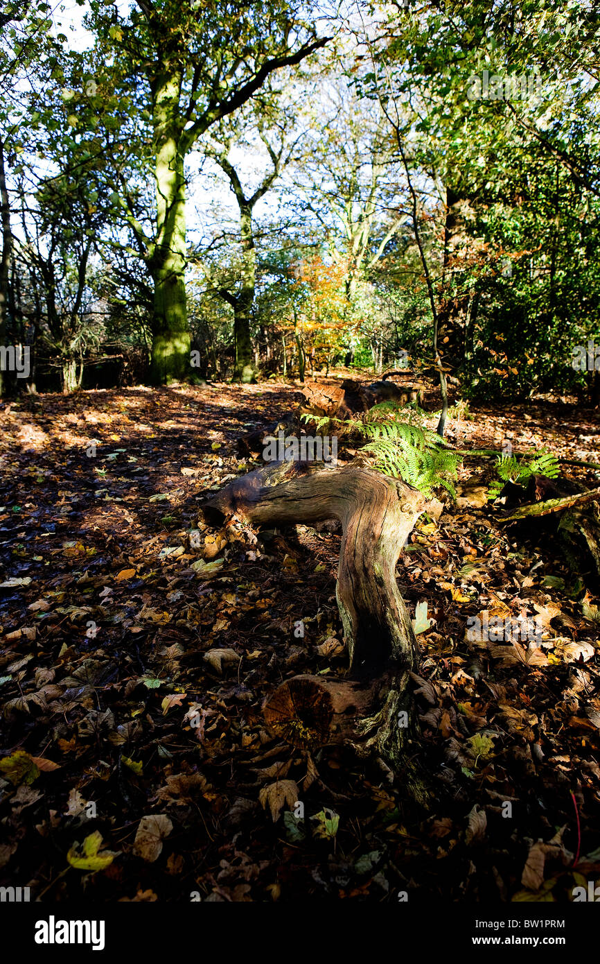 A deadwood log lies aside a footpath walk through a sunny 'bluebell wood' at Grappenhall Heys, Warrington, Cheshire in Autumn Stock Photo