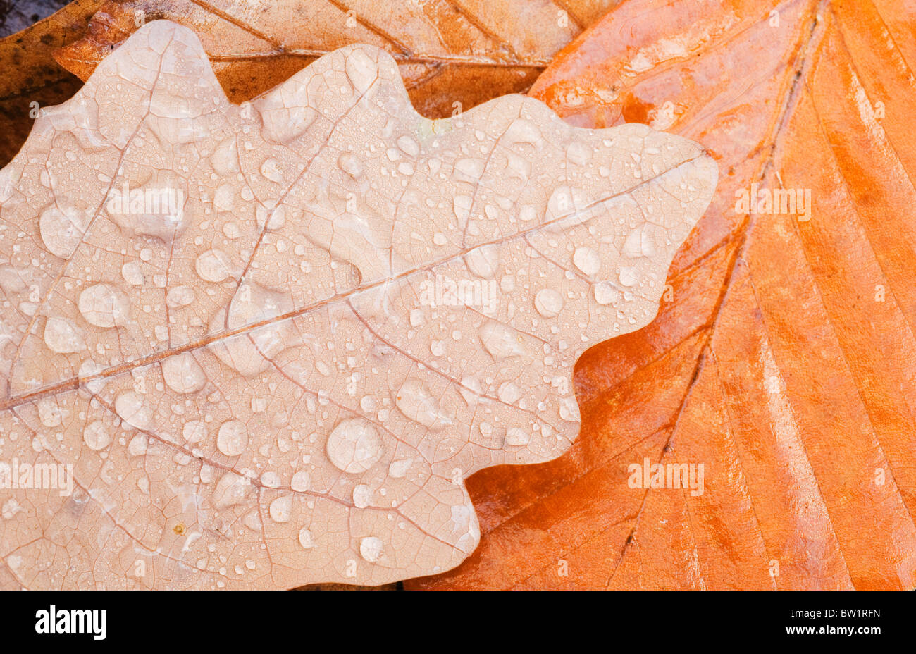 Dewdrops On Fallen Oak Leaf, Seattle Arboretum, Washington Park 