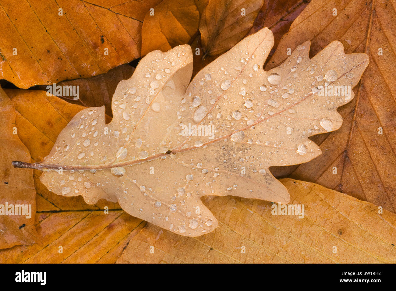 Dewdrops on fallen Oak leaf, Seattle Arboretum, Autumn, Seattle WA Stock Photo