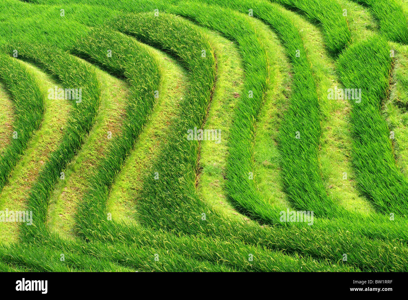 China - Dragon's Backbone Rice Terraces Stock Photo - Alamy