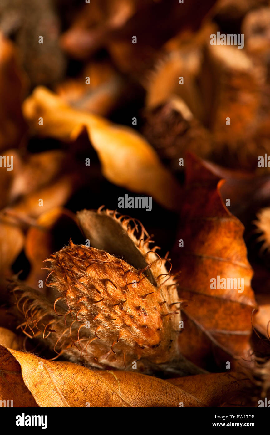 Close up of fallen beechnut cupules and leaves Stock Photo