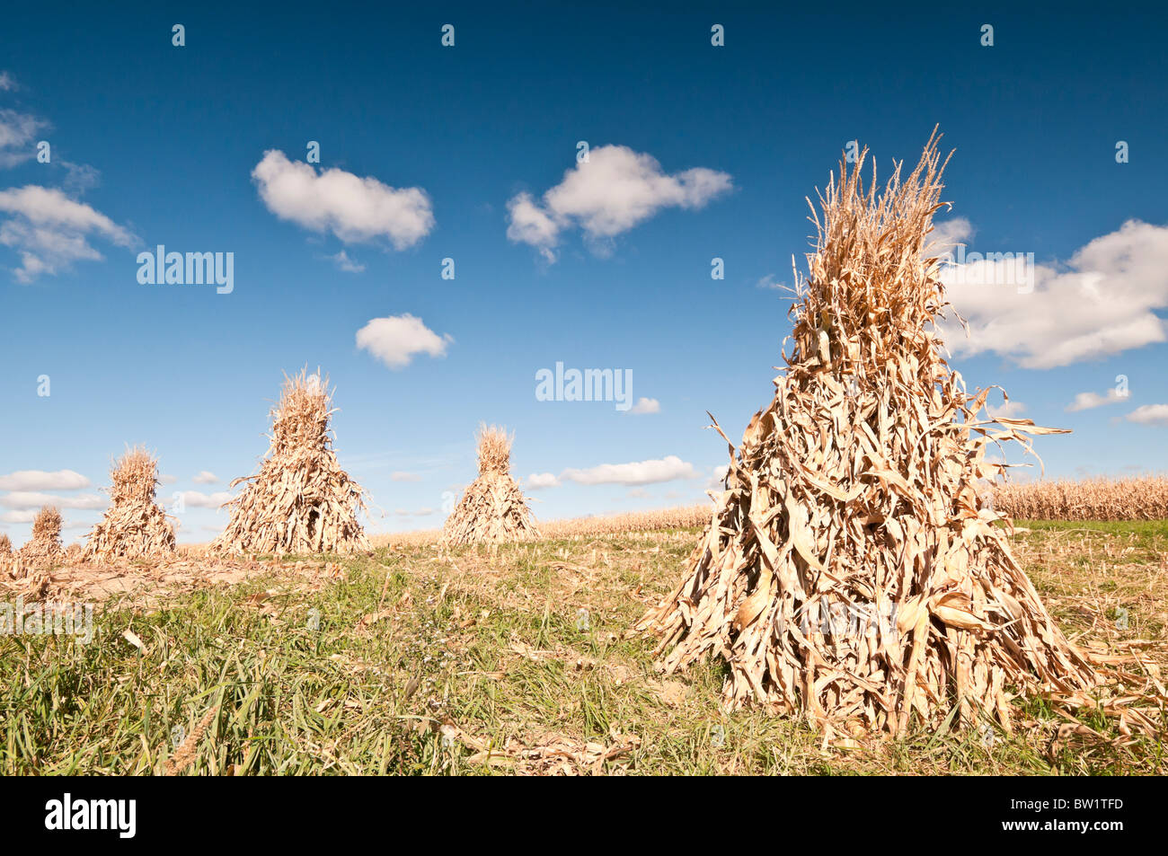 Corn Shocks Used To Dry Cornmaize After Harvest Amish Farm Near Viroqua Wisconsin Stock 6530