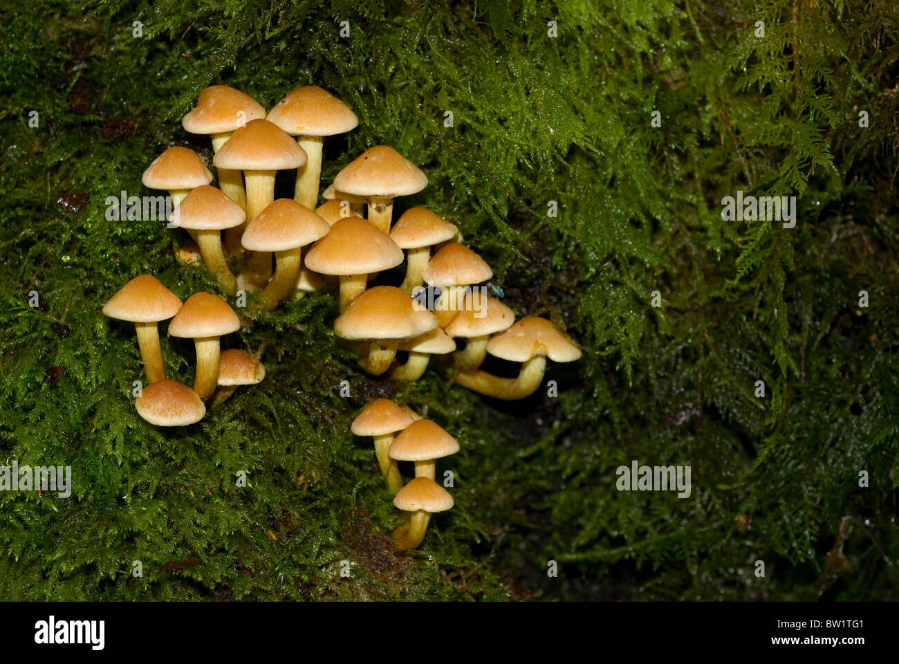 Group of Tufted yellow agaric fungi (Hypholoma fasciculare) on a mossy decaying branch Stock Photo