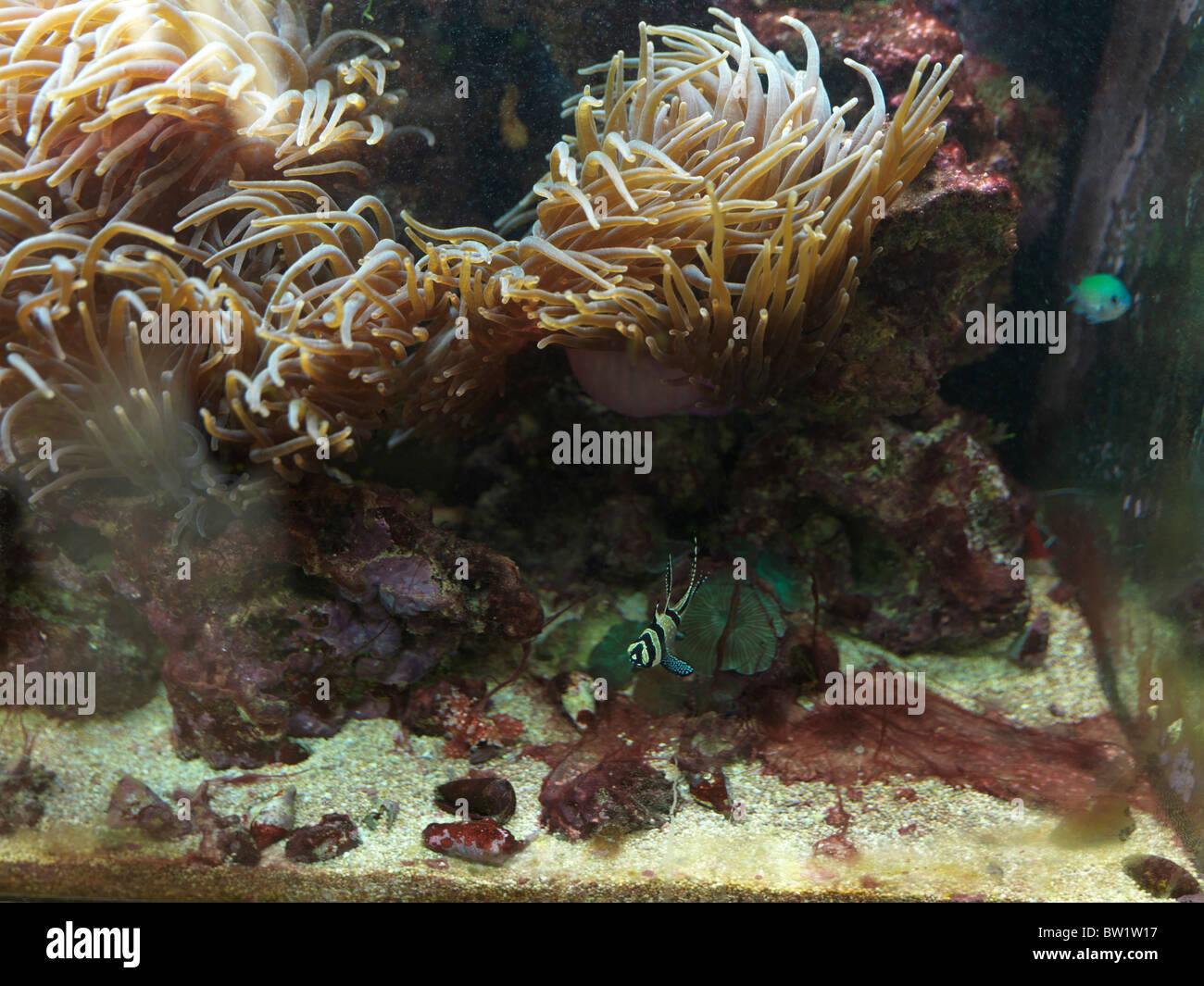 Fish Tank With Cyno Bacteria On Coral, Magnifica Anemones and Banggai Cardinalfish Stock Photo