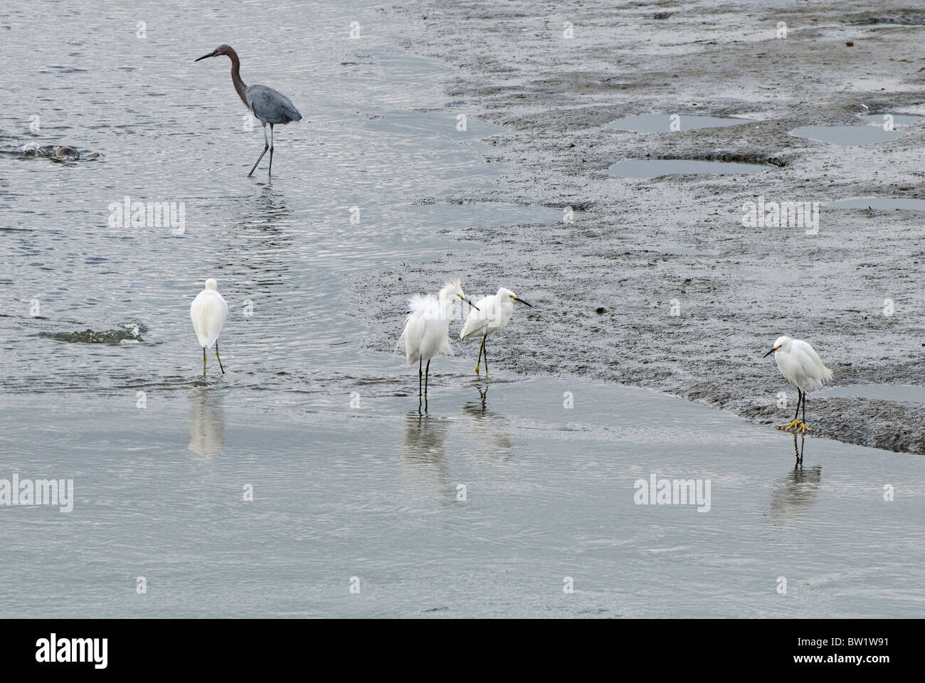 Snowy Egret, Egretta thula at Bolsa Chica Ecological Reserve Wetlands. Stock Photo