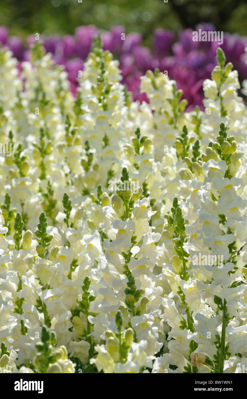 Snapdragons - Antirrhinum Stock Photo