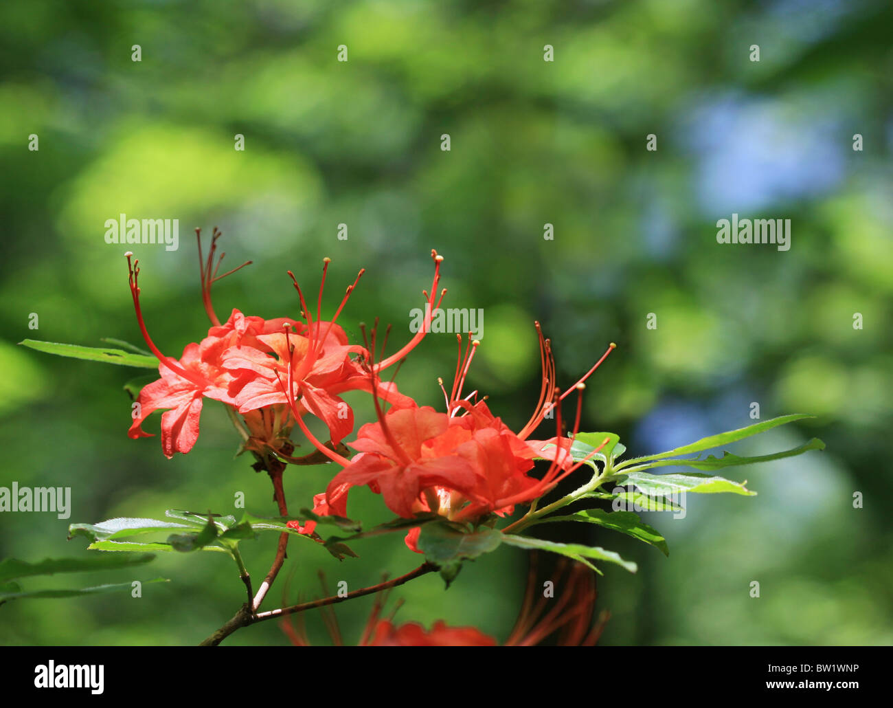 Flame Azalea (rhododendron calendulaceum) growing in the woods. Stock Photo