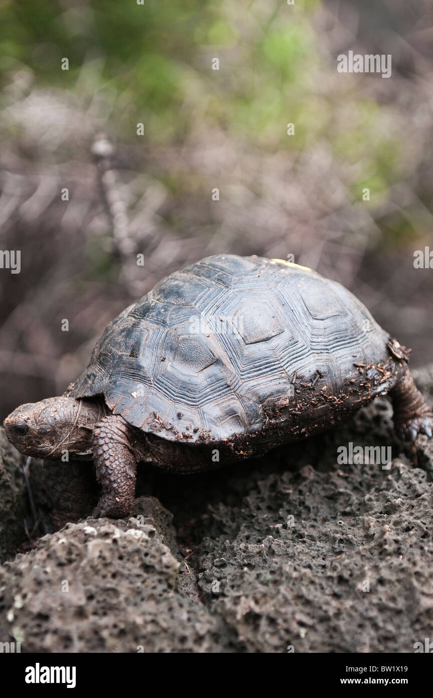 Galapagos Islands, Ecuador. Giant tortoise (Geochelone nigra), Charles Darwin Research Station, Puerto Ayora, Isla Santa Cruz. Stock Photo