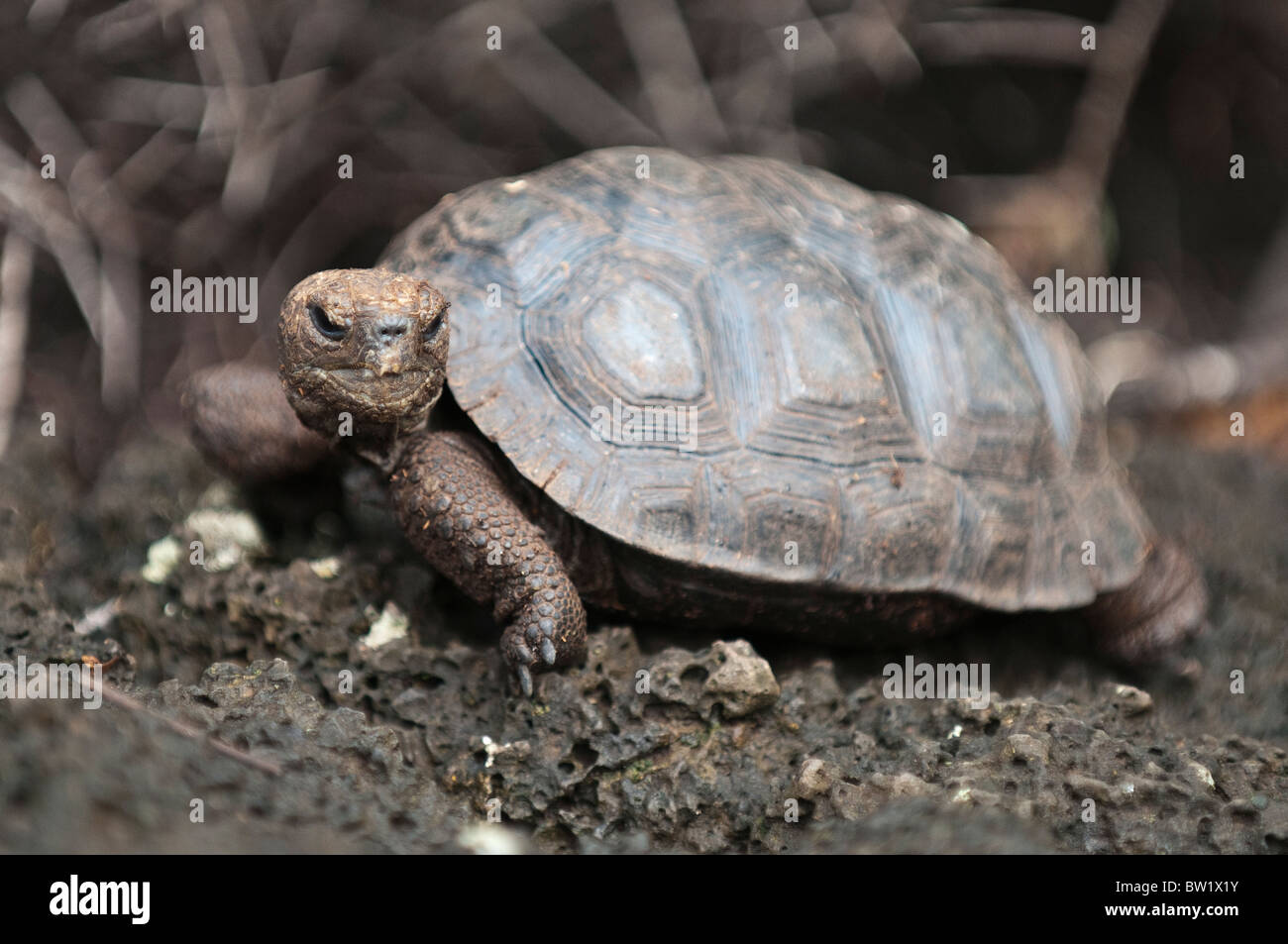 Galapagos Islands, Ecuador. Giant tortoise (Geochelone nigra), Charles Darwin Research Station, Puerto Ayora, Isla Santa Cruz. Stock Photo