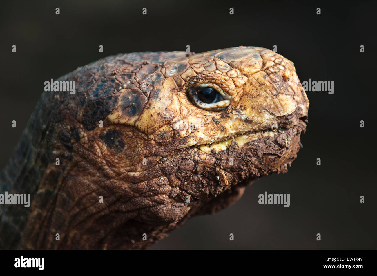 Galapagos Islands, Ecuador. Giant tortoise (Geochelone nigra), Charles ...