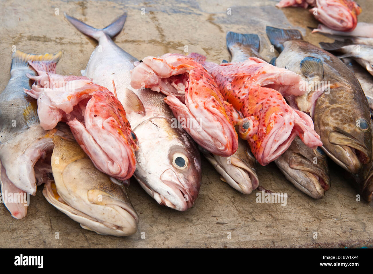 Galapagos Islands, Ecuador. Fresh fish at the fish market, Puerto Ayora